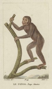 Pongo (Orang-oetan) door Jean Gabriel Pretre